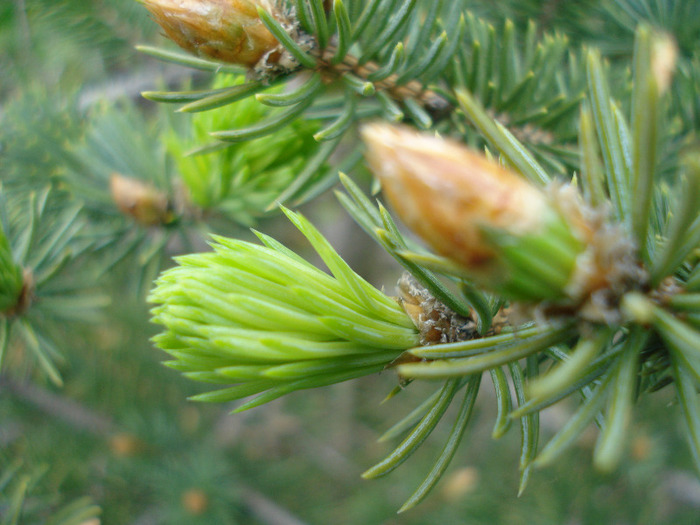 Picea abies (2010, April 24) - Picea abies 2008