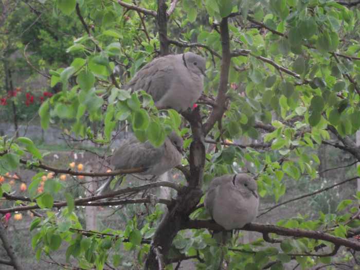 familie de gugustiuci