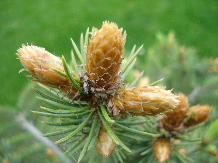 Picea abies (2010, April 25) - Picea abies 2008