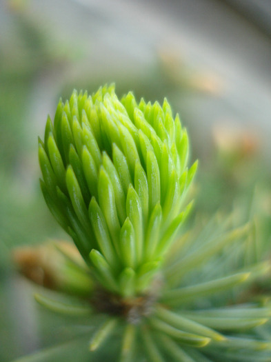 Picea abies (2010, April 25) - Picea abies 2008