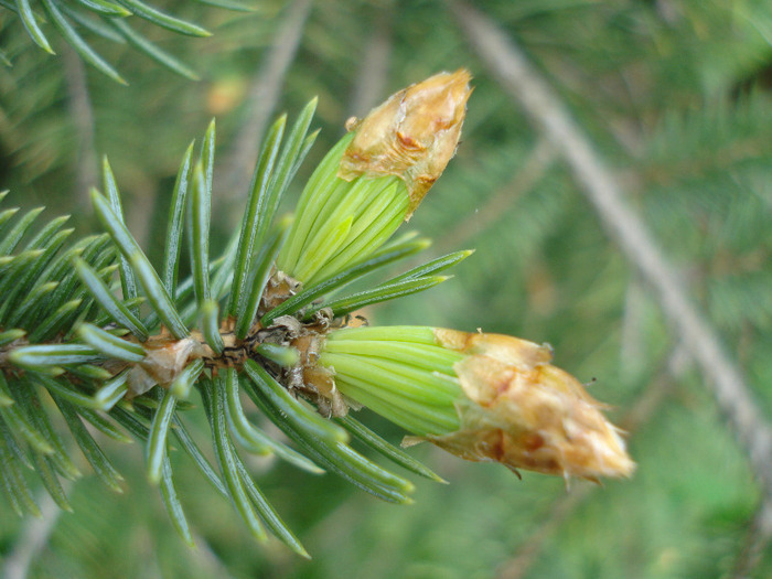 Picea abies (2010, April 25) - Picea abies 2008