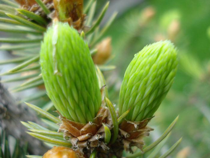 Picea abies (2010, April 25) - Picea abies 2008