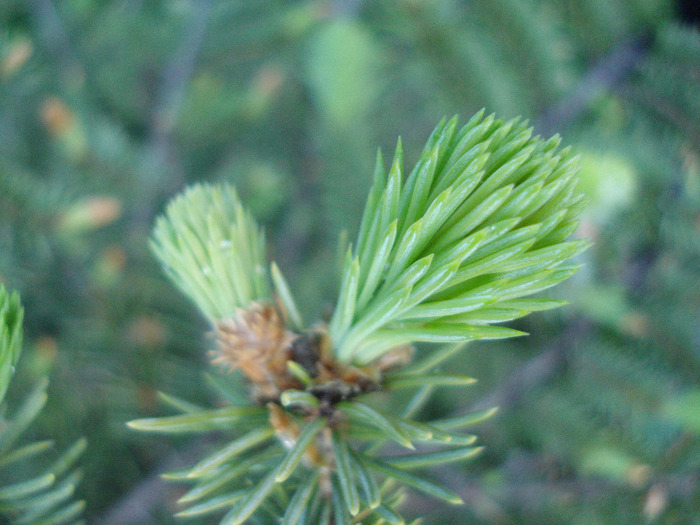 Picea abies (2010, April 28) - Picea abies 2008