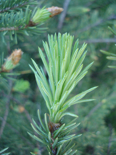 Picea abies (2010, April 28)