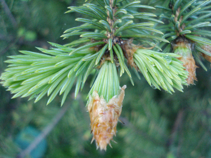 Picea abies (2010, April 28) - Picea abies 2008