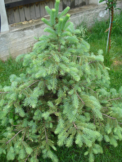 Picea abies (2010, May 09) - Picea abies 2008