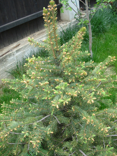 Picea abies (2011, May 01) - Picea abies 2008