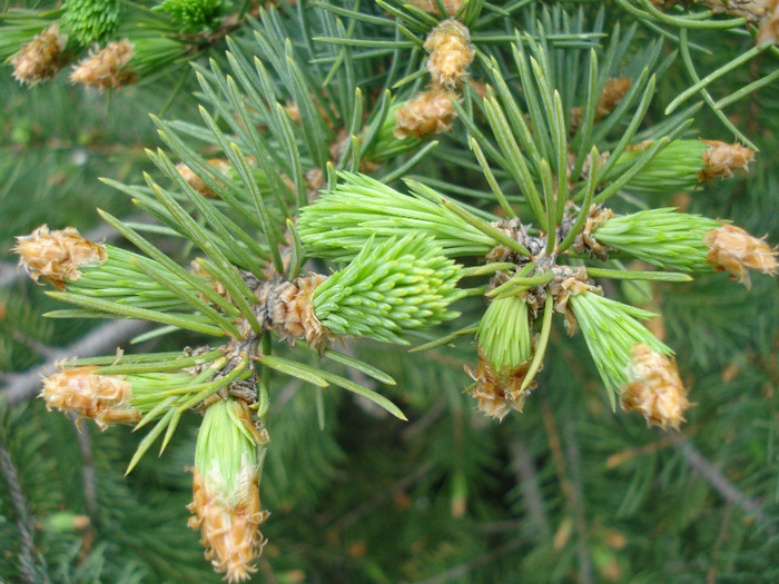 Picea abies (2011, May 01) - Picea abies 2008