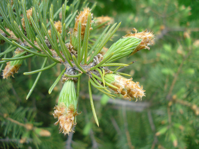 Picea abies (2011, May 01)