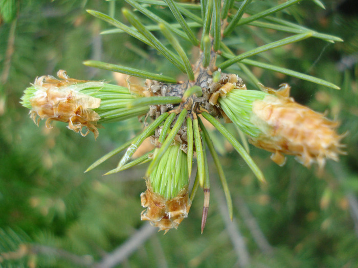 Picea abies (2011, May 01)