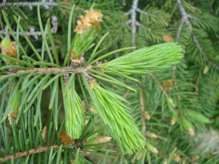 Picea abies (2011, May 01)