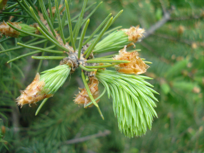 Picea abies (2011, May 01) - Picea abies 2008