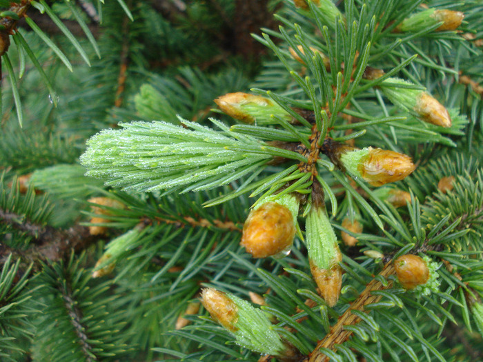 Picea abies (2011, May 03) - Picea abies 2008