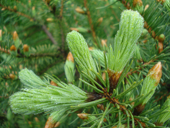 Picea abies (2011, May 03) - Picea abies 2008