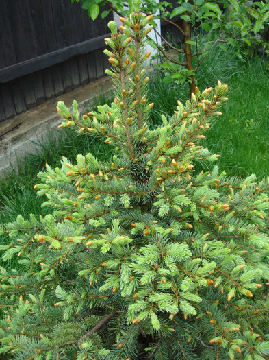 Picea abies (2011, May 08)