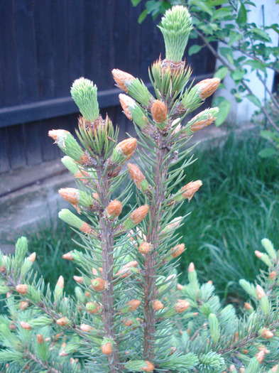 Picea abies (2011, May 08) - Picea abies 2008