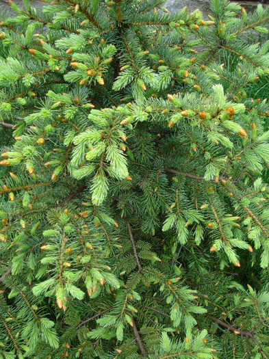 Picea abies (2011, May 08) - Picea abies 2008