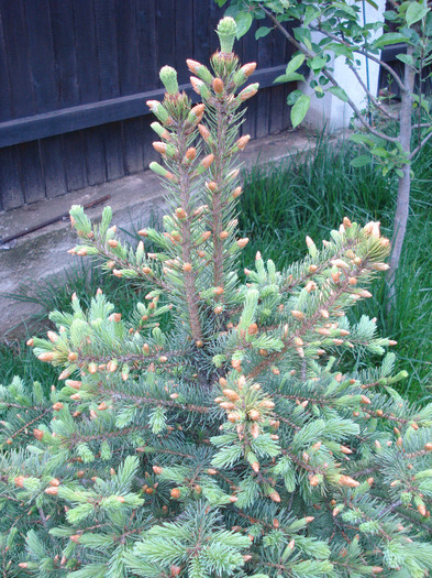 Picea abies (2011, May 08)