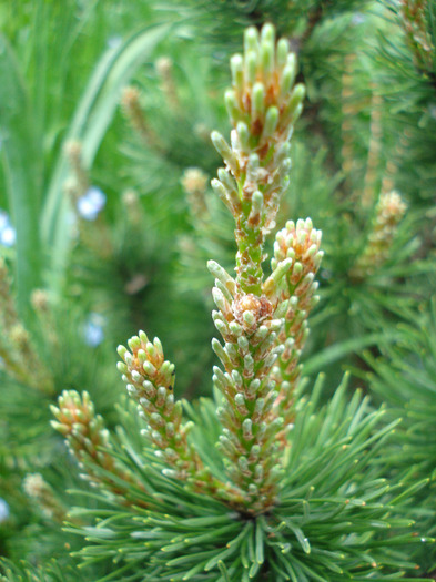 Mountain Pine Laurin (2011, May 08) - Pinus mugo Laurin