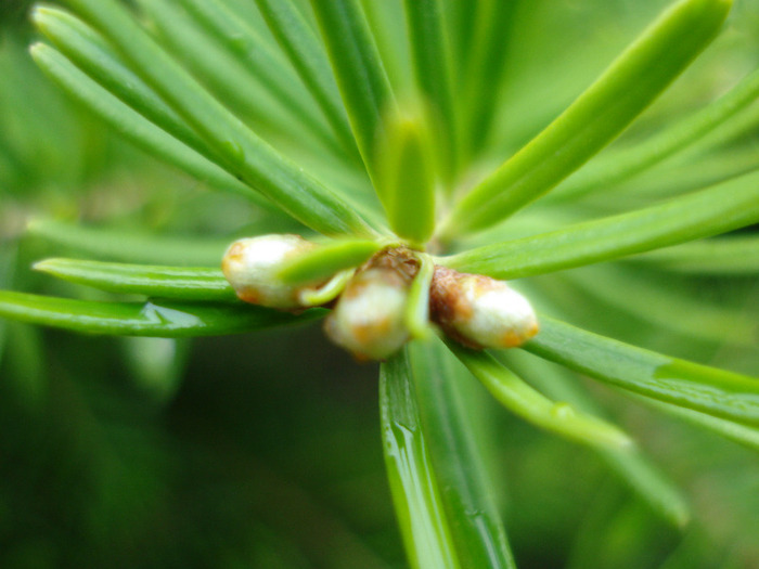 Abies koreana (2011, May 08) - Abies koreana_Korean Fir