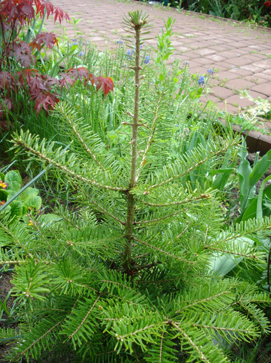 Abies koreana (2011, May 08) - Abies koreana_Korean Fir