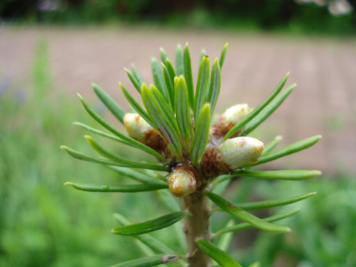 Abies koreana (2011, May 08) - Abies koreana_Korean Fir