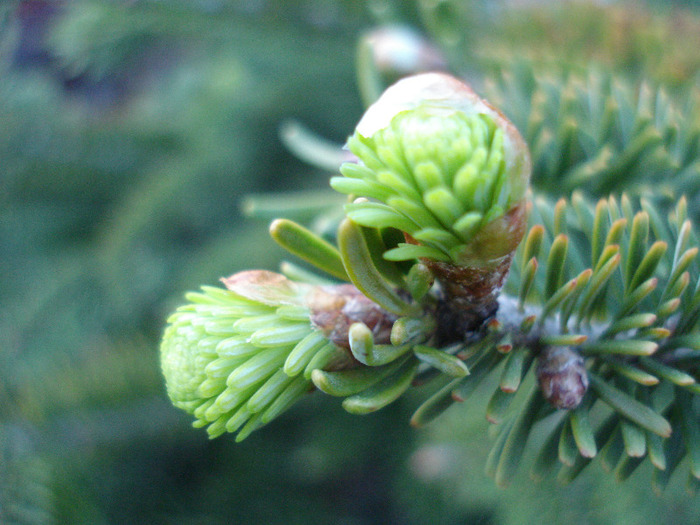 Abies nordmanniana (2010, April 28)