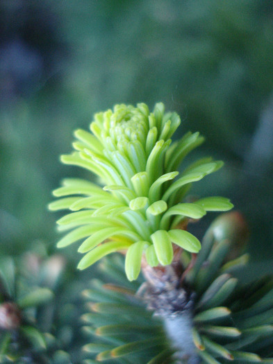 Abies nordmanniana (2010, April 28) - Abies nordmanniana