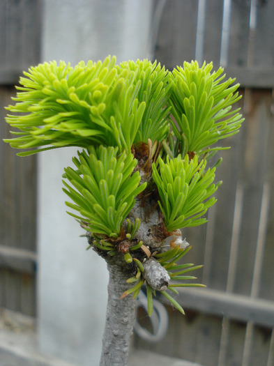 Nordmann Fir (2010, May 07) - Abies nordmanniana