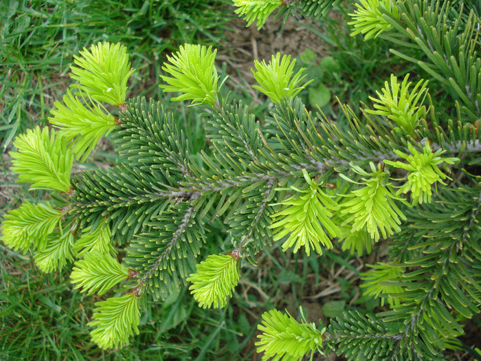 Nordmann Fir (2010, May 07) - Abies nordmanniana