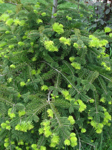 Nordmann Fir (2010, May 07) - Abies nordmanniana