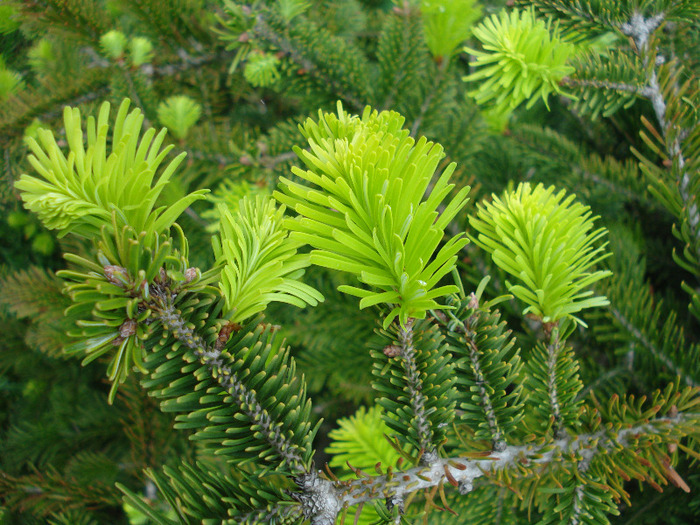 Nordmann Fir (2010, May 07) - Abies nordmanniana