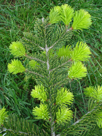 Nordmann Fir (2010, May 07) - Abies nordmanniana