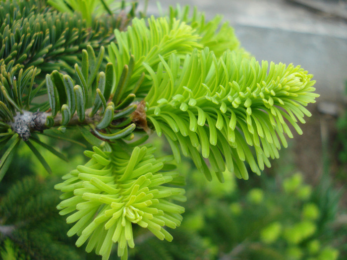 Abies nordmanniana (2010, May 07) - Abies nordmanniana