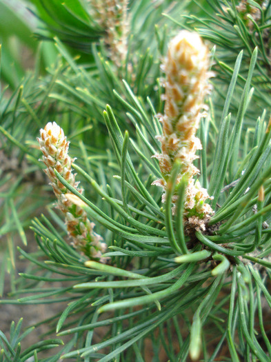 Pinus mugo Mughus (2010, April 18) - Pinus mugo Mughus