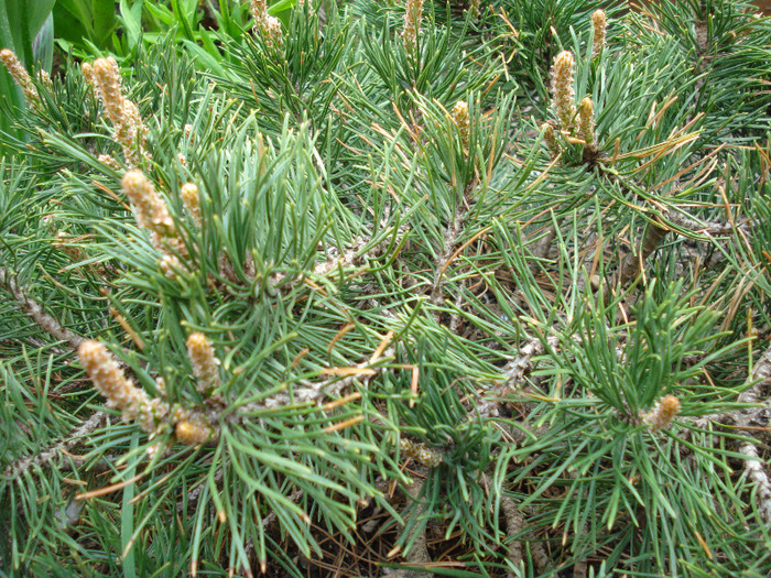 Pinus mugo Mughus (2010, April 18) - Pinus mugo Mughus