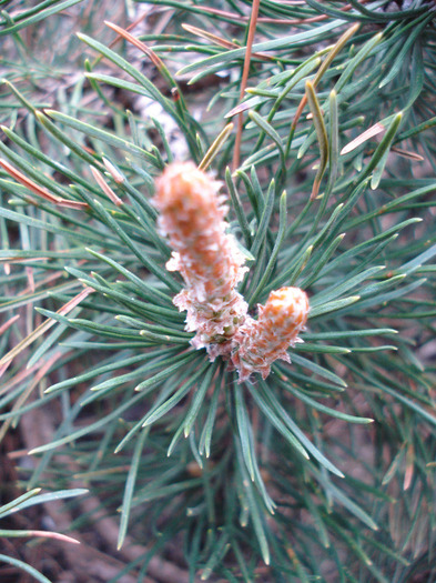 Pinus mugo Mughus (2010, April 18) - Pinus mugo Mughus