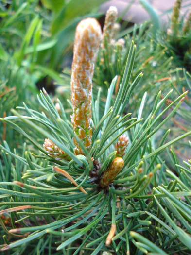 Pinus mugo Mughus (2010, April 21) - Pinus mugo Mughus