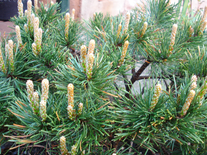 Pinus mugo Mughus (2010, April 21) - Pinus mugo Mughus