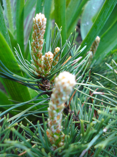 Pinus mugo Mughus (2010, April 21) - Pinus mugo Mughus