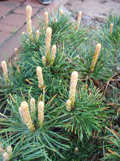 Pinus mugo Mughus (2010, April 21) - Pinus mugo Mughus