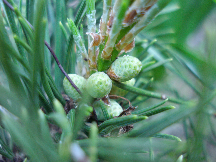 Pinus mugo Mughus (2010, May 01) - Pinus mugo Mughus