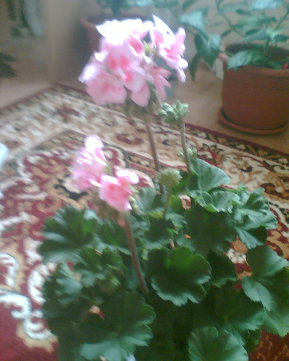 Picture 050 - Muscate