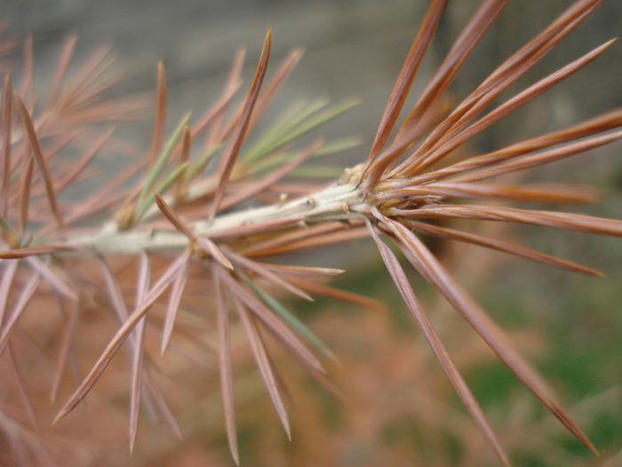 Deodar Cedar (2010, March 27) - Cedrus deodara 2007