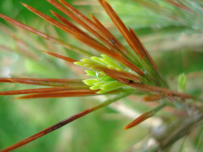 Deodar Cedar (2010, April 20) - Cedrus deodara 2007