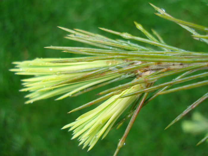 Cedrus deodara (2010, April 20)