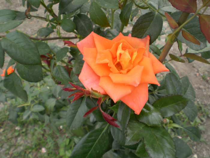 P9090312 - 2010 trandafiri