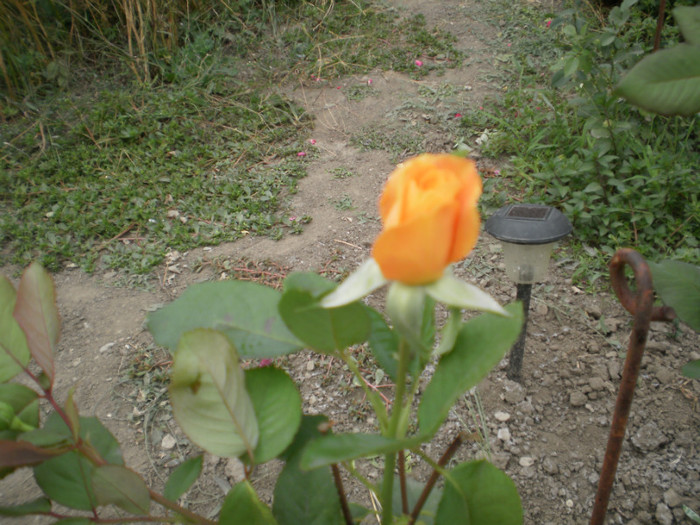P9090317 - 2010 trandafiri
