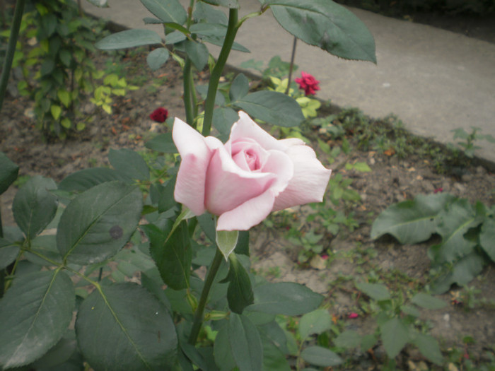 P9090321 - 2010 trandafiri