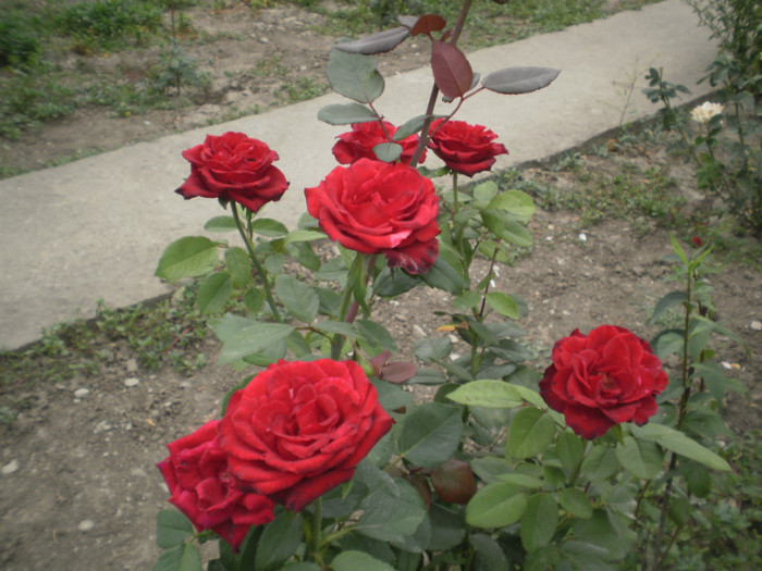 P9090322 - 2010 trandafiri